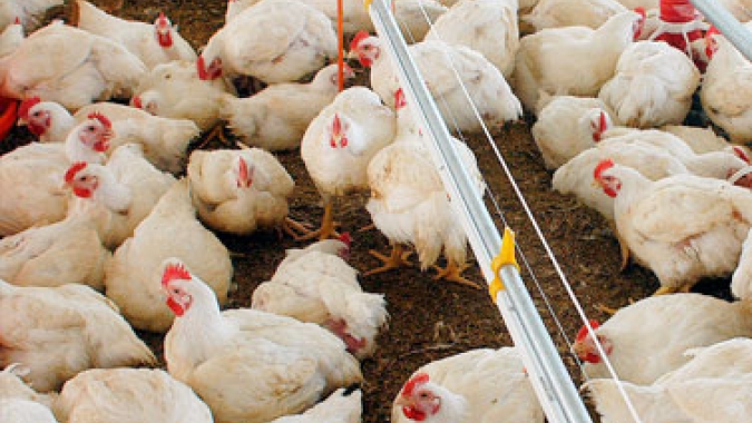 Frango: mercado pouco movimentado nesta terça-feira (15)