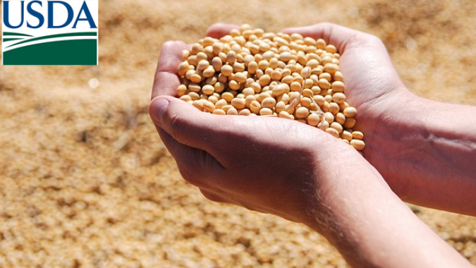 CNA discute demandas e panorama das cadeias de grãos, feijão e pulses