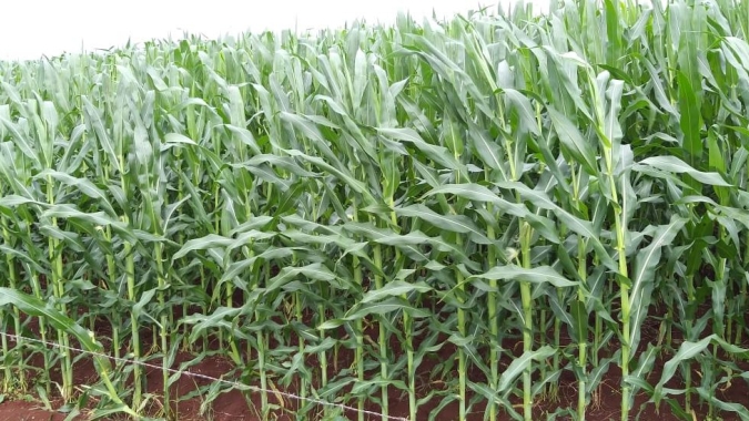IMEA indica aumento de 6,46% na produção do milho em Mato Grosso