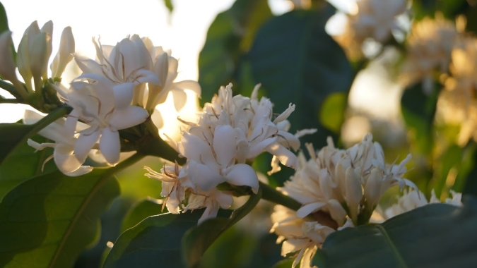 Cooxupé vê o que pode ser a principal florada do café do Sul de Minas para 2023