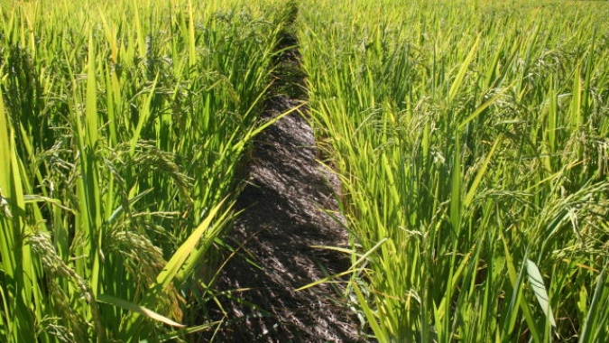 Plantio do arroz no Brasil salta para quase 80%, aponta Conab