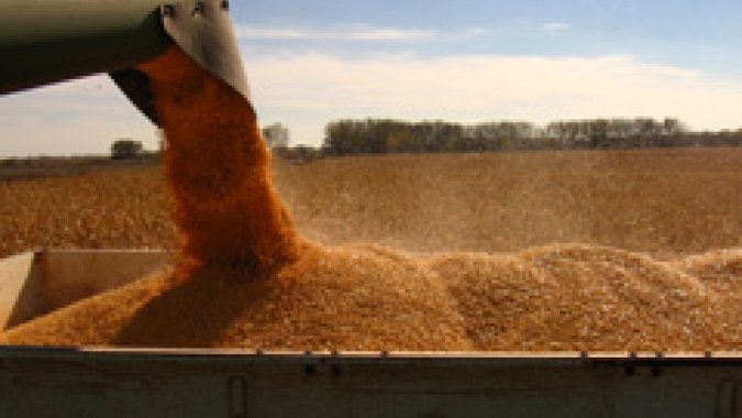 Produtividade do milho melhora na Argentina, mas é 40 sc/ha menor do que anos anteriores, destaca Bolsa de Buenos Aires