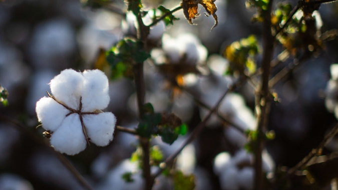 Algodão brasileiro inaugura nova fase com lançamento do Projeto Cotton Brazil