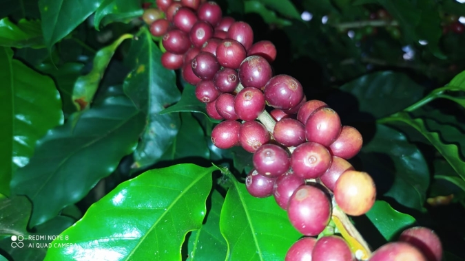 Preços do café registram quedas em realização de lucros na manhã desta 5ª feira (06)