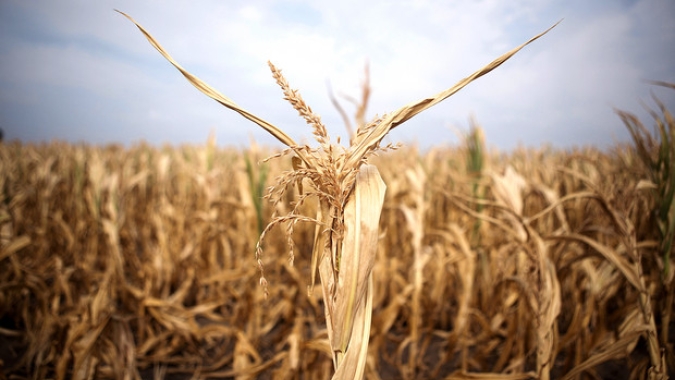 Entidades do agro do Paraná pedem ações ao Mapa para minimizar perdas pela seca