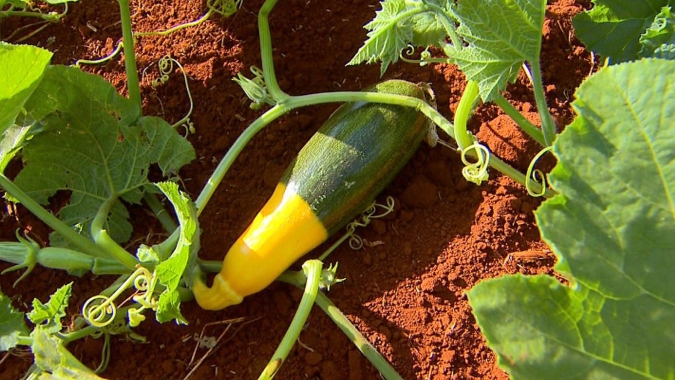 Abobrinha italiana é o destaque da semana (22 a 26/01) no atacado da CEAGESP