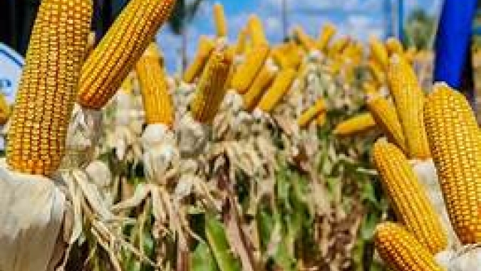 UE aplica tarifa às importações de milho após forte queda nos preços