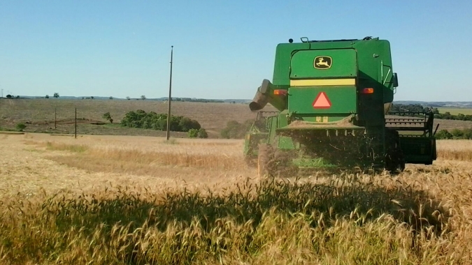 Trigo/Cepea: Colheita de safra recorde tem início com produtores otimistas