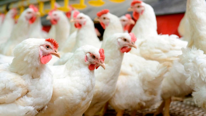 Frango/Cepea: Alta dos insumos reduz poder de compra do avicultor paulista