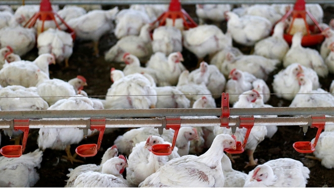 Frango/Cepea: Equilíbrio entre oferta e demanda mantém cotações estáveis em julho