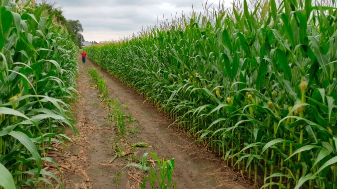 Comitiva brasileira segue nos EUA e presidente da Aprosoja GO comenta diferenças e semelhanças entre as agriculturas