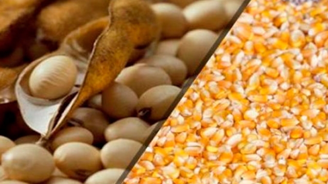 Mercado reduz influência de notícias da China e soja e milho voltam a subir em Chicago