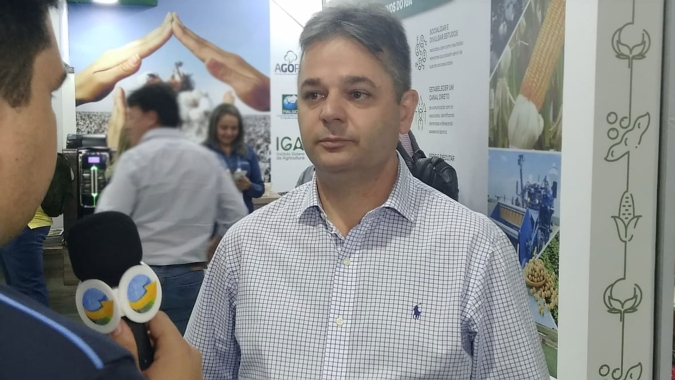 Com colheita praticamente encerrada, Goiás registra queda na produtividade do algodão