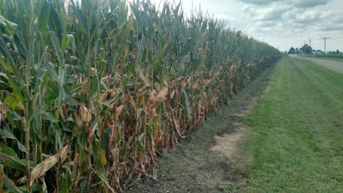 Colheita do milho atinge 55% da área cultivada no RS