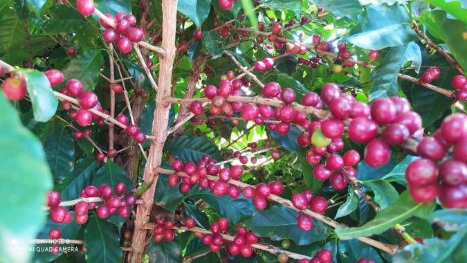 Café: Semana termina com quedas técnicas em Nova York e altas no Brasil