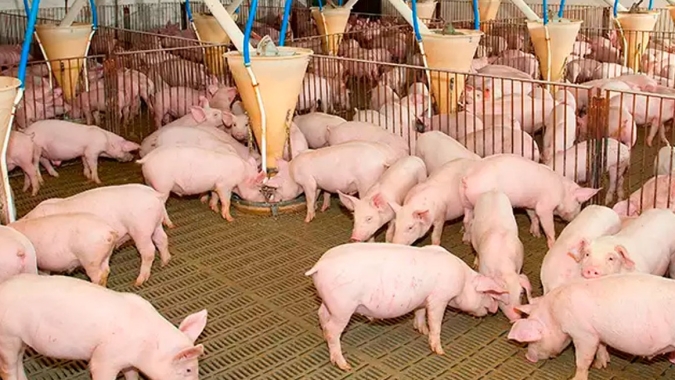 Suinocultura chinesa está se recompondo, mas ainda tem fragilidades, diz especialista