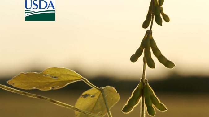 USDA informa mais uma venda de soja para destinos não revelados; Chicago sobe mais de 1%