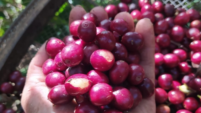 Café inicia semana com baixas: Incerteza de consumo na pandemia pressiona preços