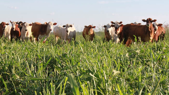 Defesa Agropecuária: São Paulo participa do primeiro planejamento integrado do país
