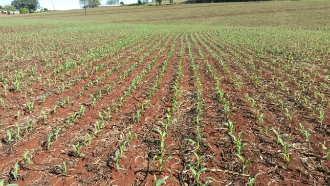 Argentina já plantou 36% do milho e algumas regiões precisam de mais chuvas para o desenvolvimento das lavouras, diz Ministério