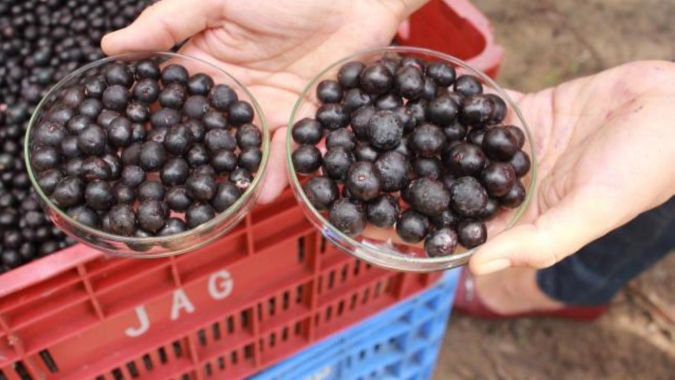 Variedade de açaí garante extrema qualidade e alta produtividade do cultivo