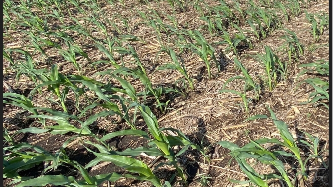 USDA volta a reduzir índice de lavouras de soja e milho em boas/excelentes condições dos EUA nesta 2ª feira