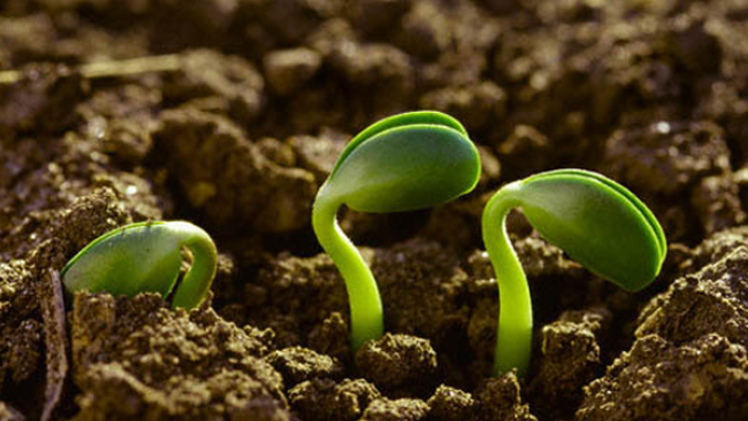 Agrodefesa e Correios firmam parceria para interceptar produtos vegetais suspeitos que possam trazer risco à produção agropecuária