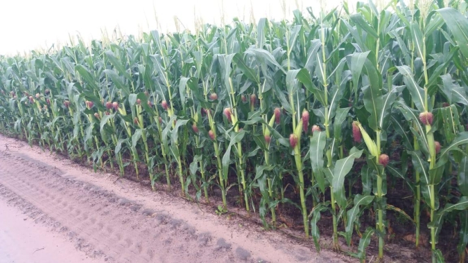 Boletim de Monitoramento Agrícola vê efeito das chuvas no milho segunda safra