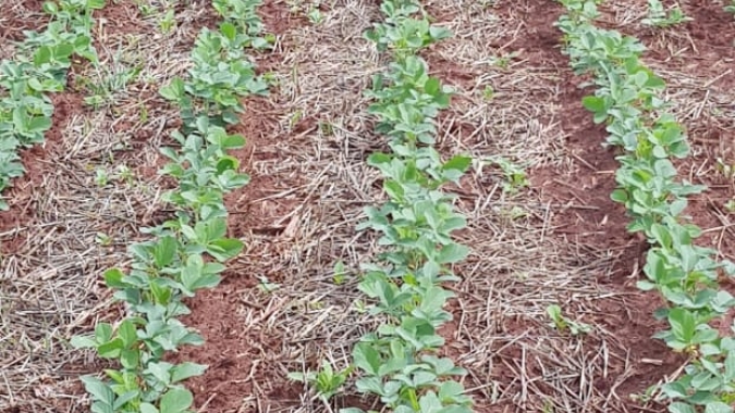 Soja em Cascavel/PR se desenvolve bem mesmo com pouca chuva, mas precipitações maiores ainda são necessárias