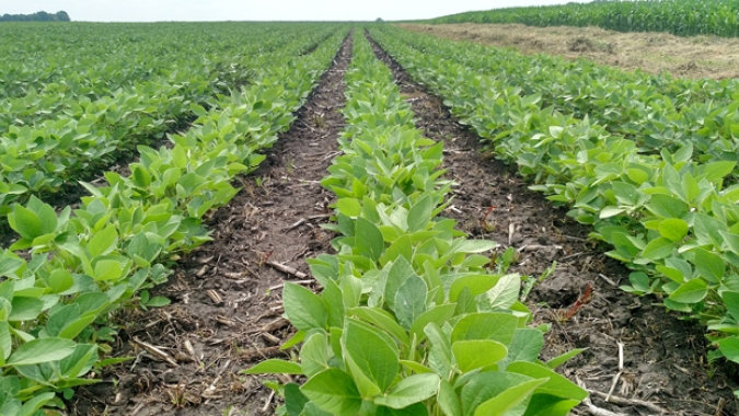 Mato Grosso aumentará em 1,67% área de soja em 2025/26, prevê Imea
