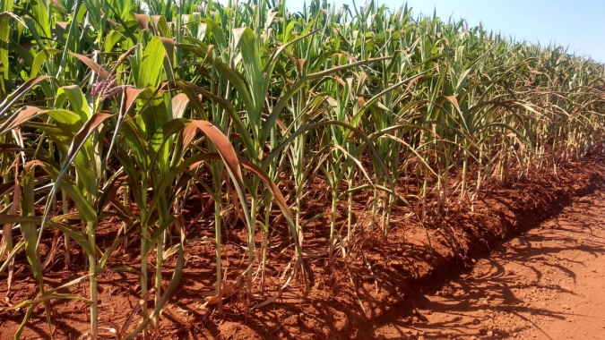 Falta de chuva para o milho safrinha preocupa produtores em Marechal Cândido Rondon/PR