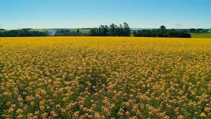 Produtores de canola inciam nova safra animados com perspectiva de produção e ótimos preços