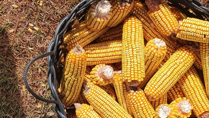 Imea indica queda no custo de produção do milho no Mato Grosso
