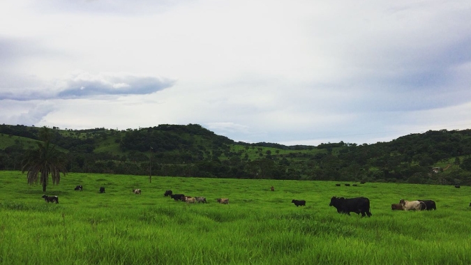 Missioneira-gigante da Epagri incrementa pastagens em Monte Castelo