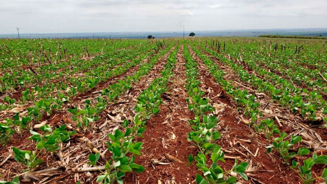 Após atraso de mais de 20 dias, Japurá/PR encerra plantio da soja