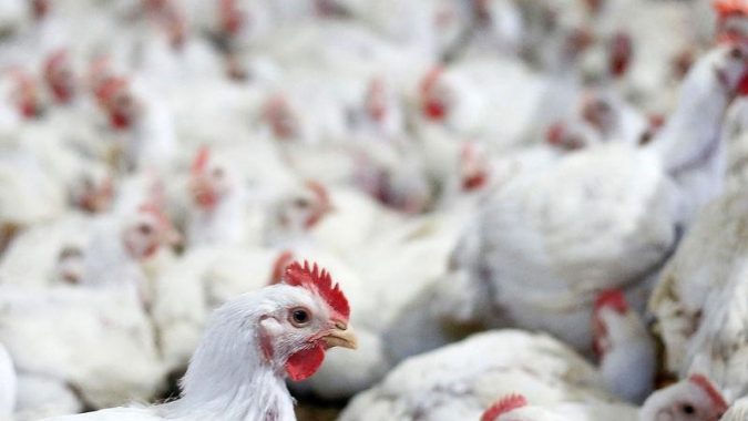 Frango: Volume exportado alcança 286,6 mil toneladas até a terceira semana de outubro/24