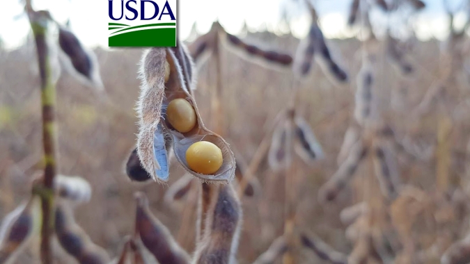 USDA: Reporte desta 3ª feira traz manutenção da qualidade das lavouras de soja e milho dos EUA