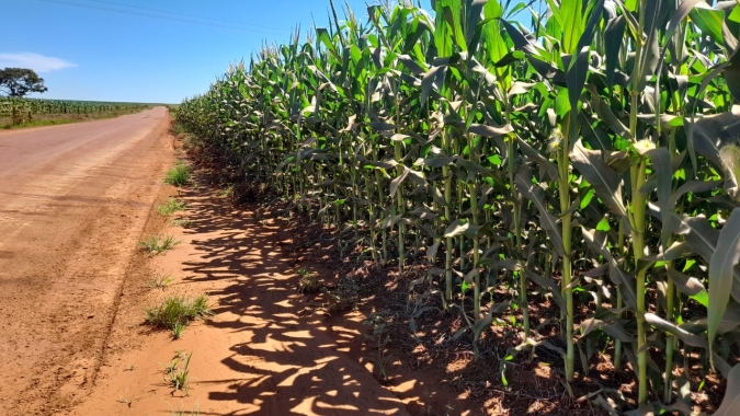 Estiagem reduz 2ª safra de milho do centro-sul para 65 mi t, diz AgRural