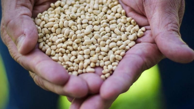 Fevereiro revela bons preços pagos aos produtores de feijão e soja em SC e elevação dos custos de produção de frango e suíno