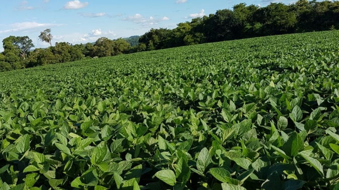 Safra de soja 2019/20 no PR está com 88% das áreas em boas condições, diz Deral