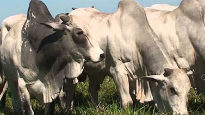Boi/Cepea: Preços do boi e da carne seguem em queda