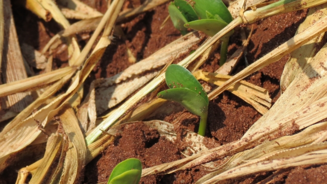 Geosys: Boa parte das áreas de soja podem ter condição de plantio nas próximas semanas; cana e café em alerta