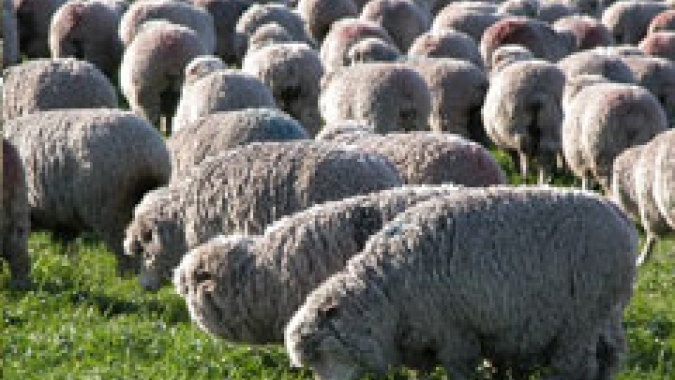 Em um ano preço do quilo vivo de ovinos em MS teve crescimento de 18,8%