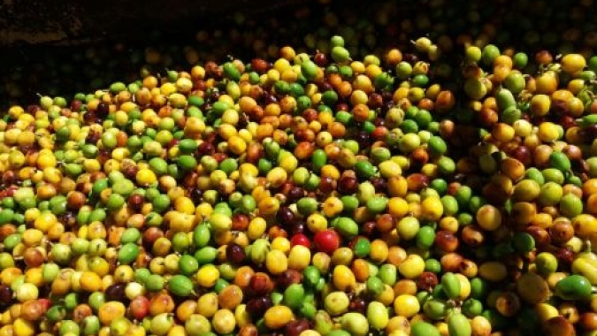IBGE reduz estimativa de safra de café do Brasil em 2020