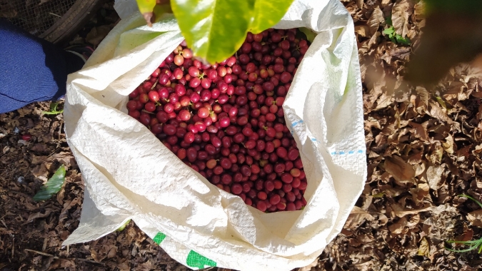 Café intensifica perdas e baixas ultrapassam os 500 pontos em Nova York