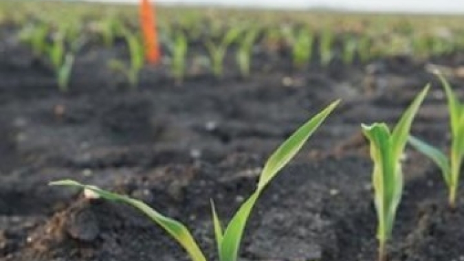 USDA: Plantio americano 2024/25 foi iniciado e área semeada de milho chega a 2%