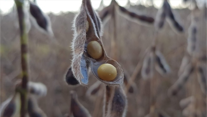 Soja inicia semana testando pequenas baixas em Chicago e mercado espera novas notícias