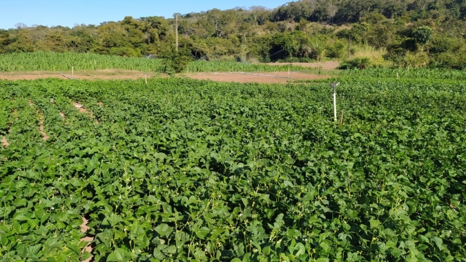 Emater e Embrapa validam produtividade de feijão agroecológico