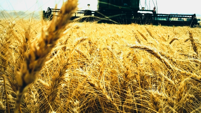 Argentina anuncia área recorde semeada neste inverno 21/22