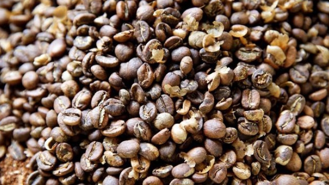 Somos + Café: SistemaFaemg/Senar Minas lança série de vídeos sobre produção de café